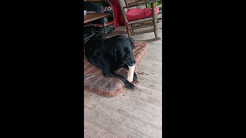 give a dog a bone.