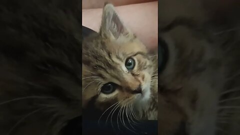kitten being cute