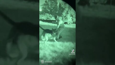 Night bitework with muzzles. Watch those groin shots! #malinoislovers #germanshepherd