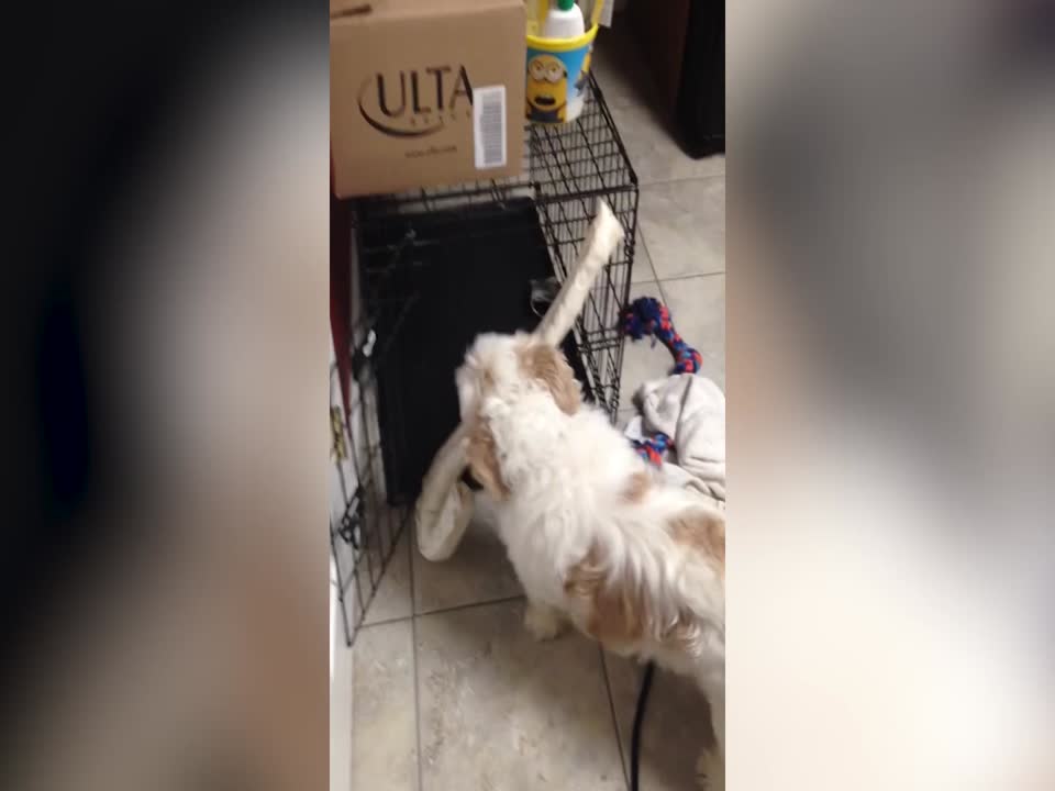 Determined Pup won't stop till he has his Toy in his Crate