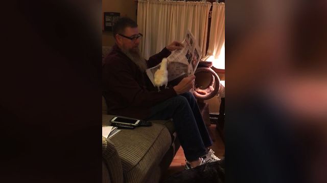 Pet Parrot Loves Newspapers