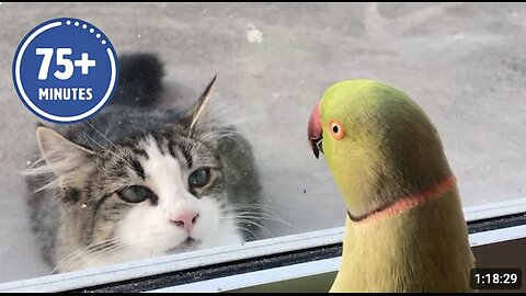 The FUNNIEST Pet Videos of 2023! 🤣 | BEST Compilation