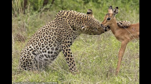 Leopard saved a baby deer