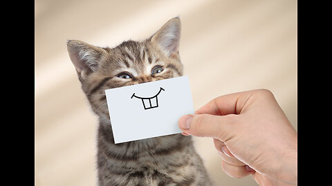 Funny Cats And Doggs Videos