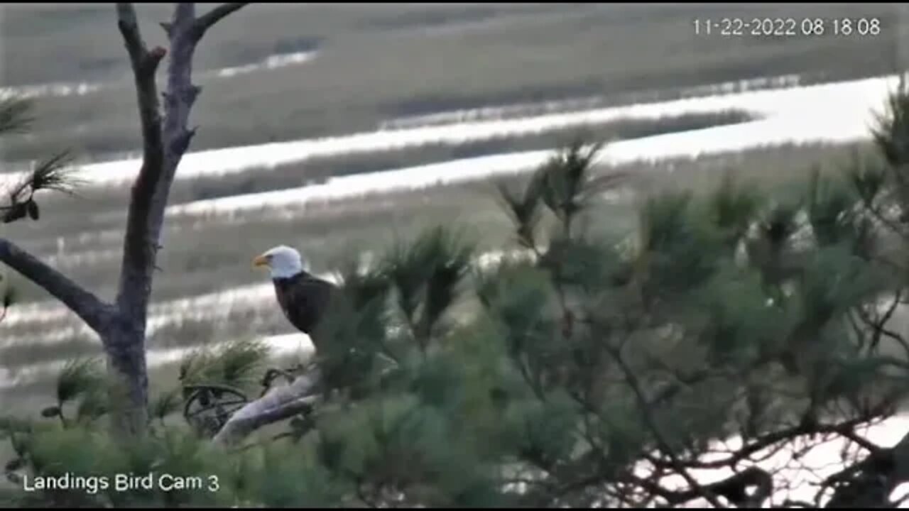 Breakfast With the Bald Eagle 🦅 11/22/22 08:11