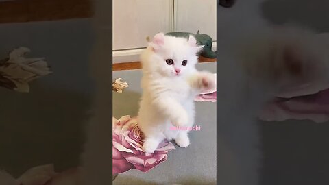Cat funny moment.