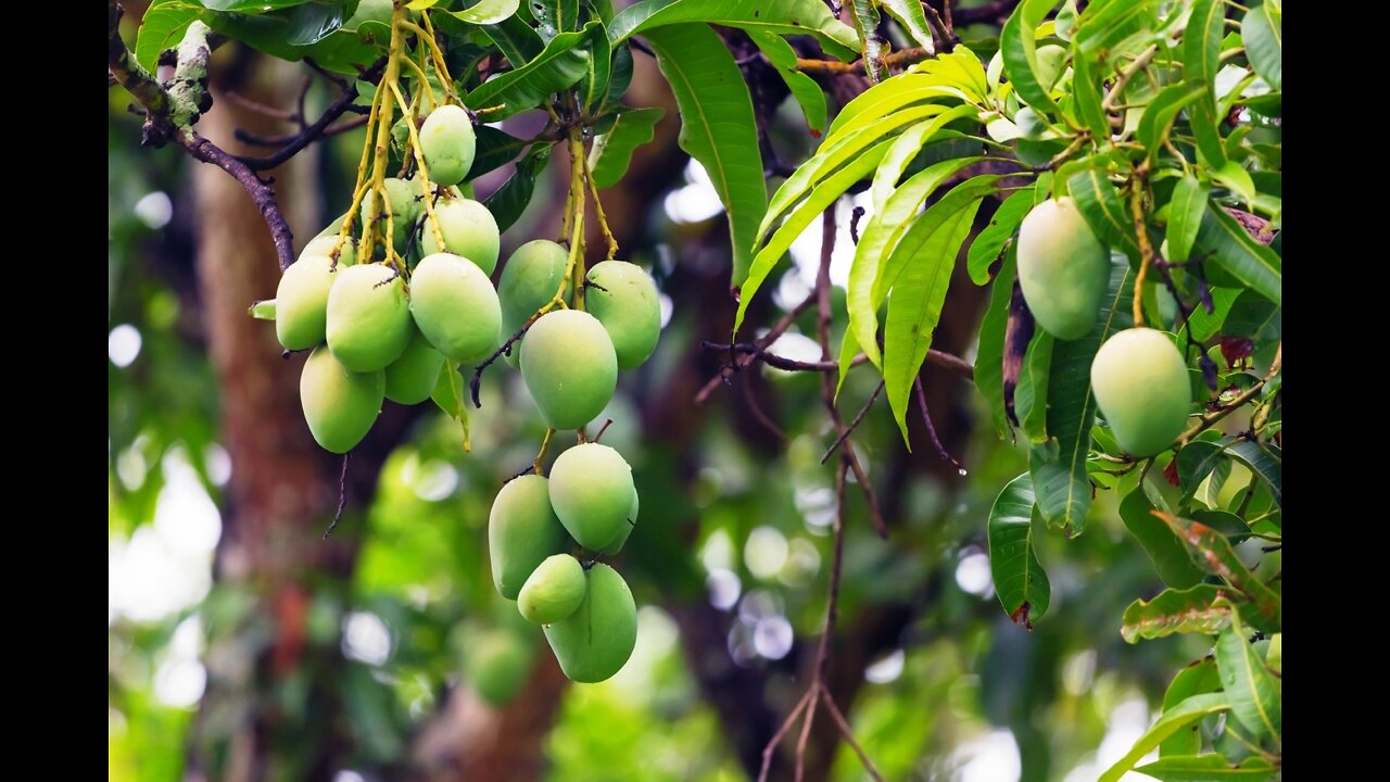 Mango tree with Mango 😋
