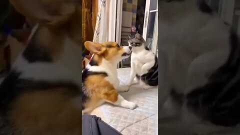 winer cat #cat #dog#pet #animal#tiktok #funny