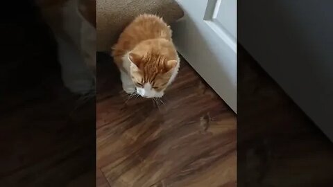 PLAYING CAT VIDEO MEAWWW