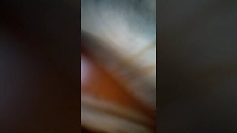 fungus growing in crack.