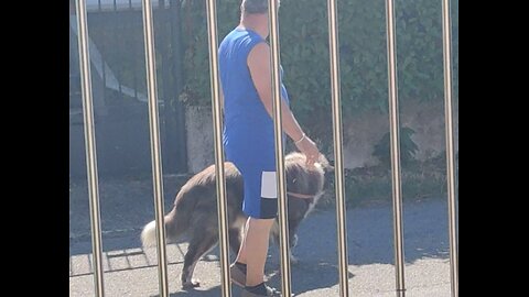 PASSAGGI e LATRATI ORGANIZZATI DALLA GANG ZOO-MAFIOSA DI CANEGRATE