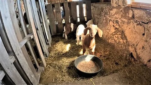 Quick FREE Goat Creep Feeder