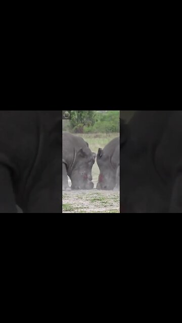 #shorts, #animal, #animals, #animalfacts, #animalshorts, #nature, #wildlife, #wildlifeanimals