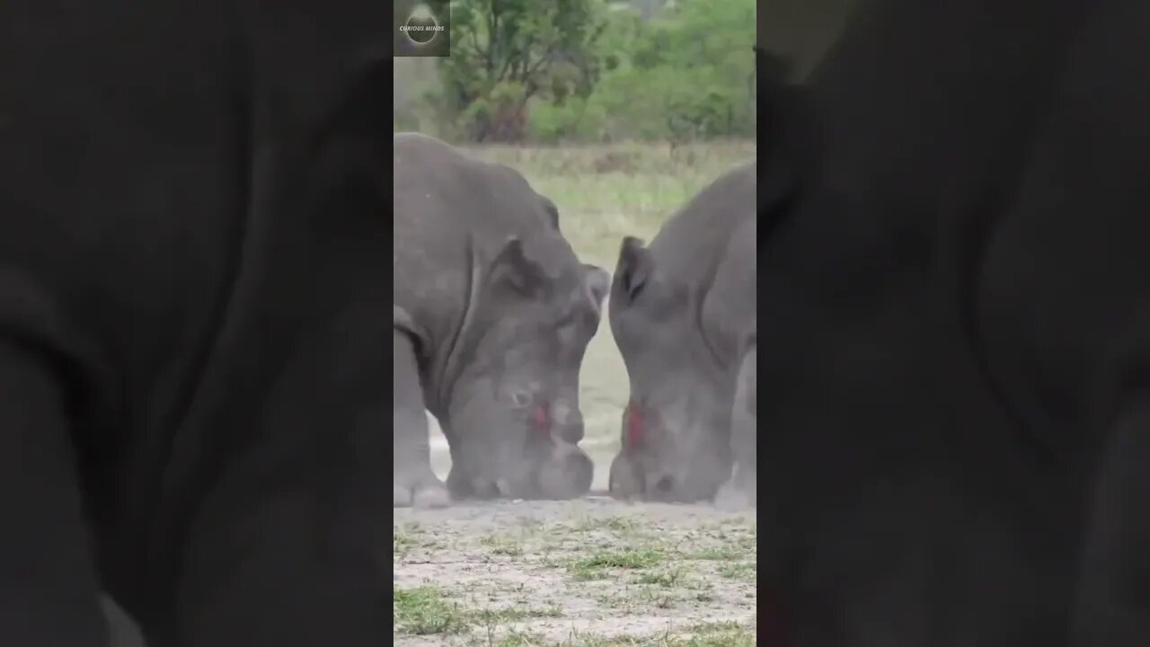#shorts, #animal, #animals, #animalfacts, #animalshorts, #nature, #wildlife, #wildlifeanimals