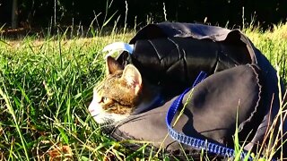 Kitten Rudolph Hides in Backpack