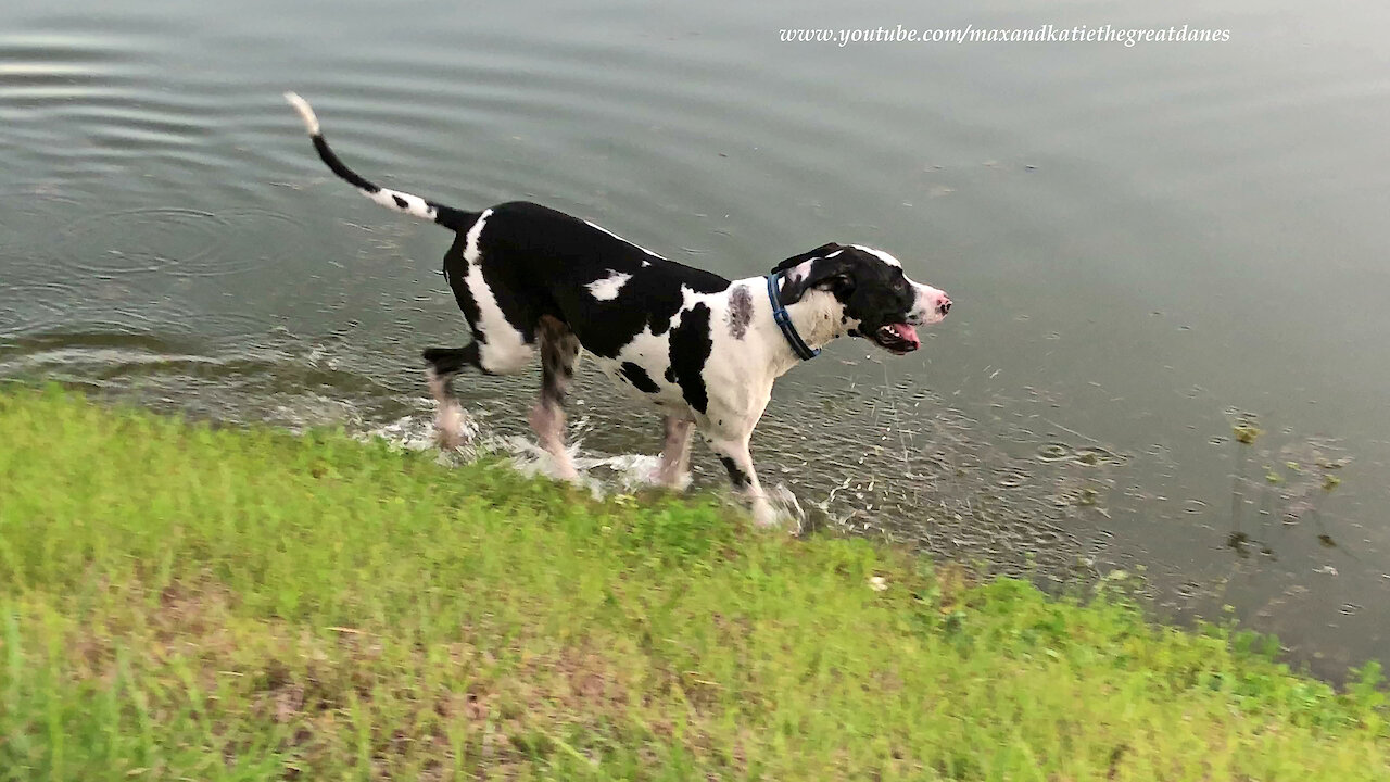 Funny Great Dane Loves To Splash and Dash
