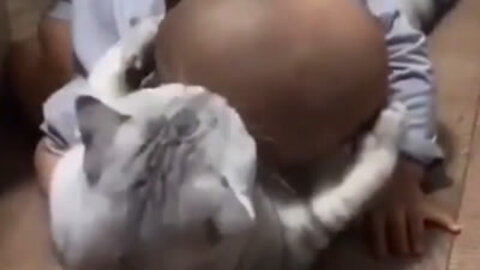 Cat playing with boy