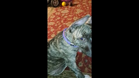 My dogs