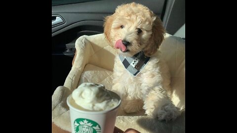 Puppuccino De-Wormer