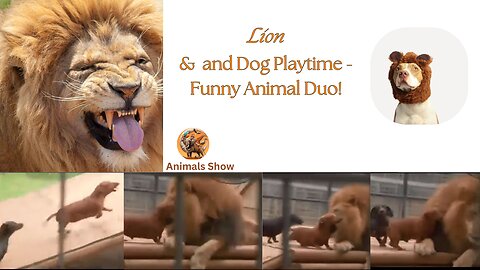 Hilarious Lion and Dog Playtime - Unexpected Animal Friendship!
