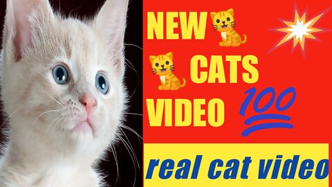 NEW &CAT 🐈🐈 VIDEO# FUNNY VIDEO