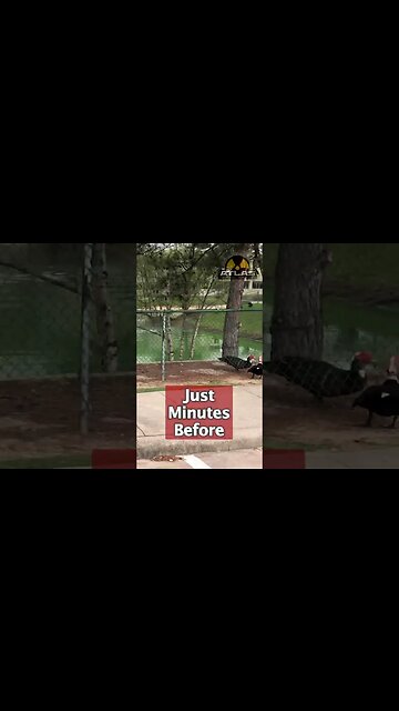 Vicious Duck Fight #Shorts