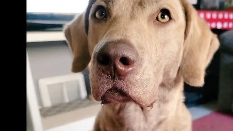 Emmi got spayed today~Beautiful weather~I start packing! #spayandneuter