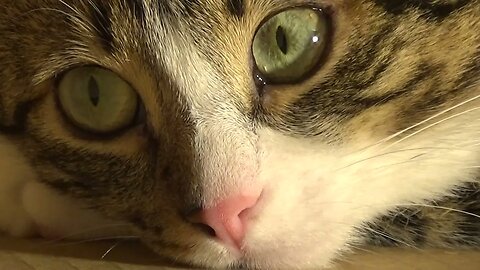 The Cat with Bright Eyes