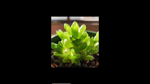 Obsessed with Succulents