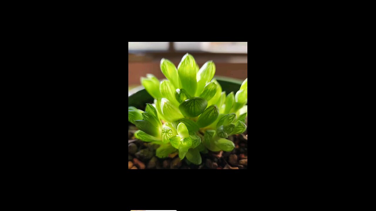 Obsessed with Succulents