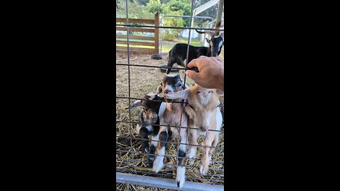World's Cutest Most Adorable Baby Goats!