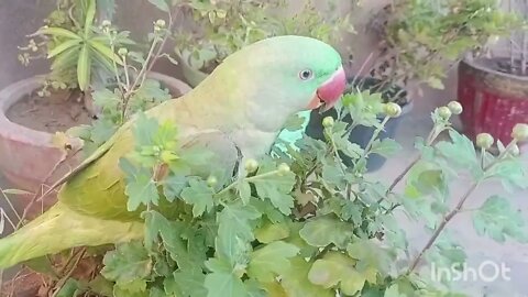 Parrot Masti 🦜✨