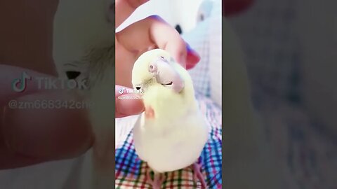 OMG is so sweet ❤️😍 #shorts #tiktokvideo