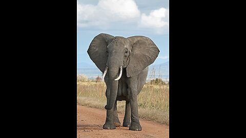#TrunkTales #MajesticElephants #SaveOurElephants #TuskTuesday #ElephantAwareness