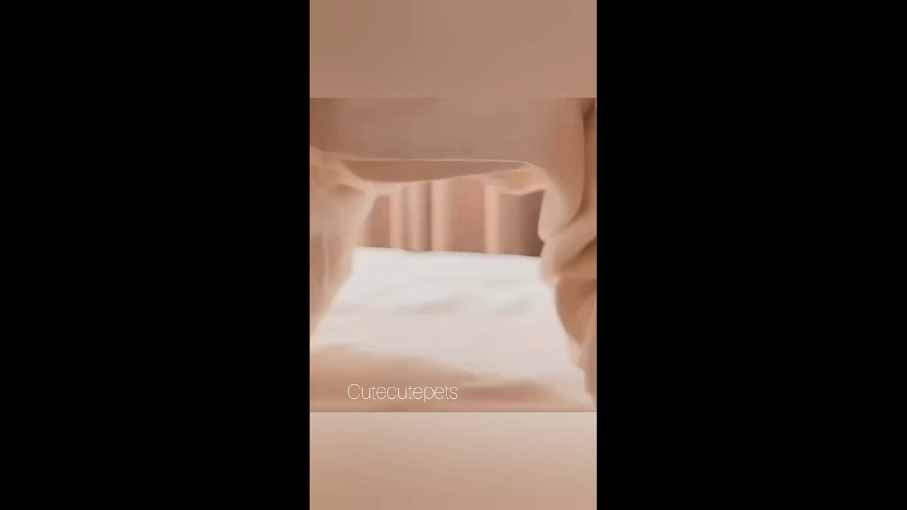 cute 🥰 funny kitten videos