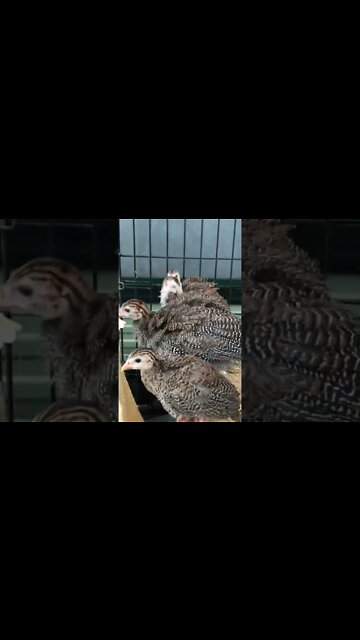 4 baby Guinea fowl all in a row again 💕 - 6 weeks old