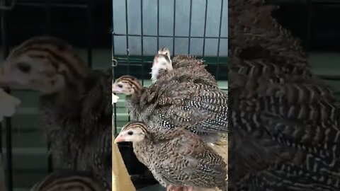 4 baby Guinea fowl all in a row again 💕 - 6 weeks old