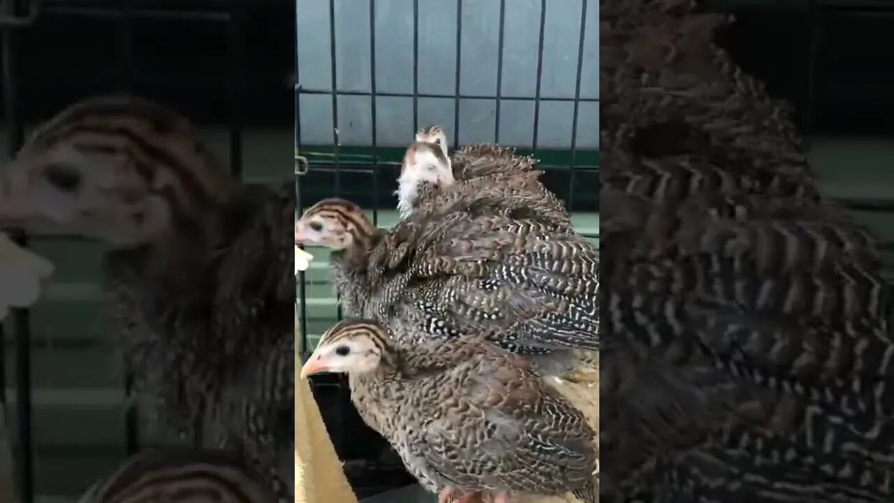 4 baby Guinea fowl all in a row again 💕 - 6 weeks old