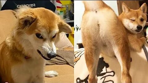 Best Animals 🔴 2 Minutes of Funny Cats and Dogs Videos 2022! #82