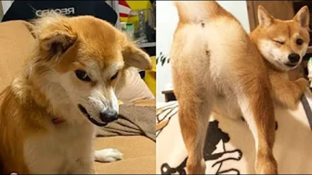 Best Animals 🔴 2 Minutes of Funny Cats and Dogs Videos 2022! #82