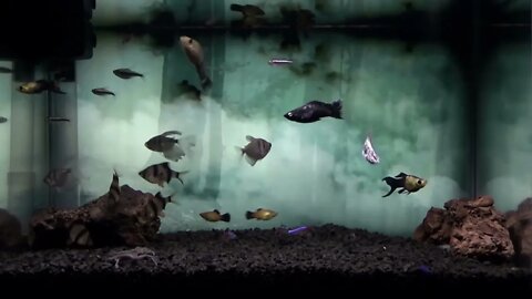 Dark Forest with Horror Music Aquarium Background
