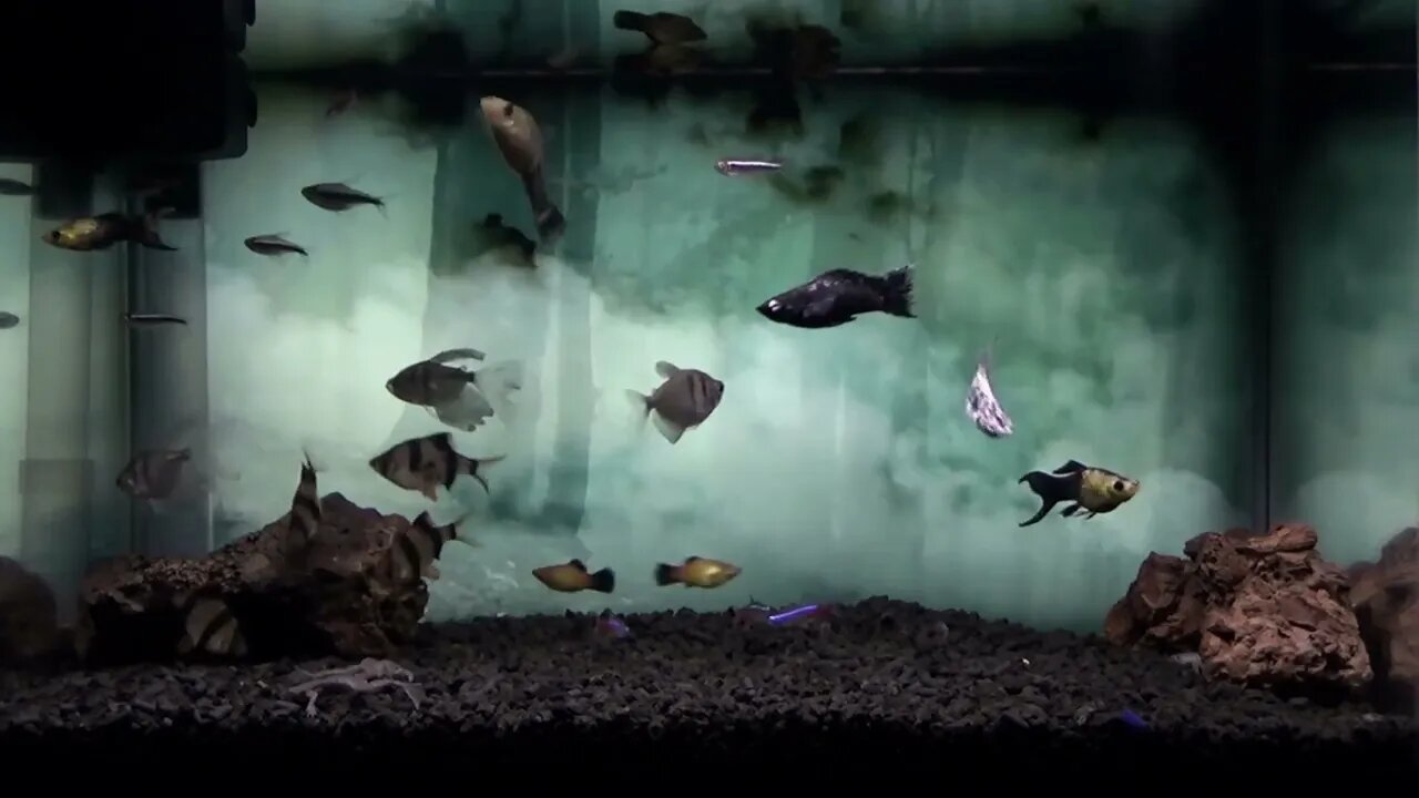 Dark Forest with Horror Music Aquarium Background