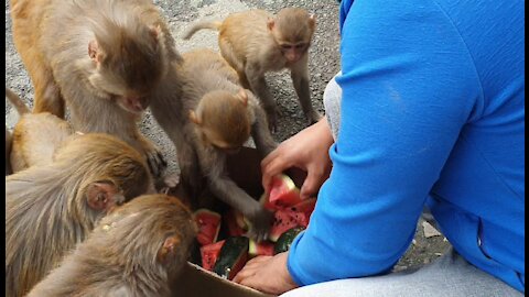 watermelon party for hungry monkeys | feeding watermelon to the hungry monkey
