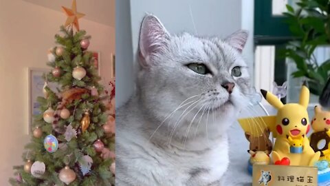 Rumble/cats & kittens