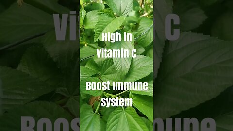 Uncover the Shocking Health Benefits of Saluyot! #shorts