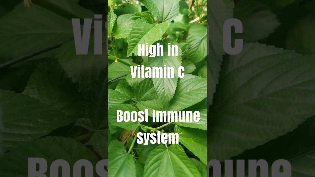 Uncover the Shocking Health Benefits of Saluyot! #shorts