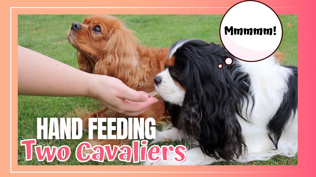 Hand Feeding Cavalier King Charles Spaniels
