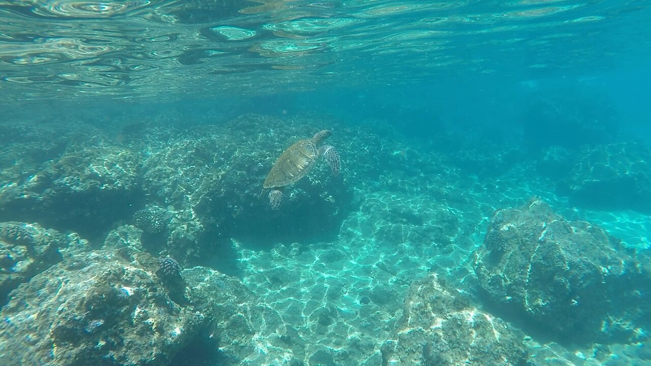 Snorkeling at Black Rock Beach in Maui!
