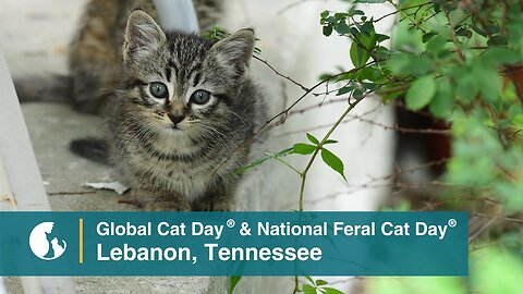 Cats Are Community™ in Lebanon, Tennessee