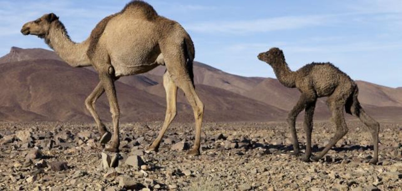 See what the camel does when it is born
